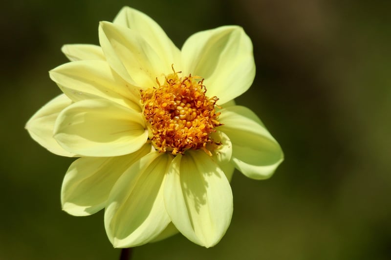 Black Dahlia