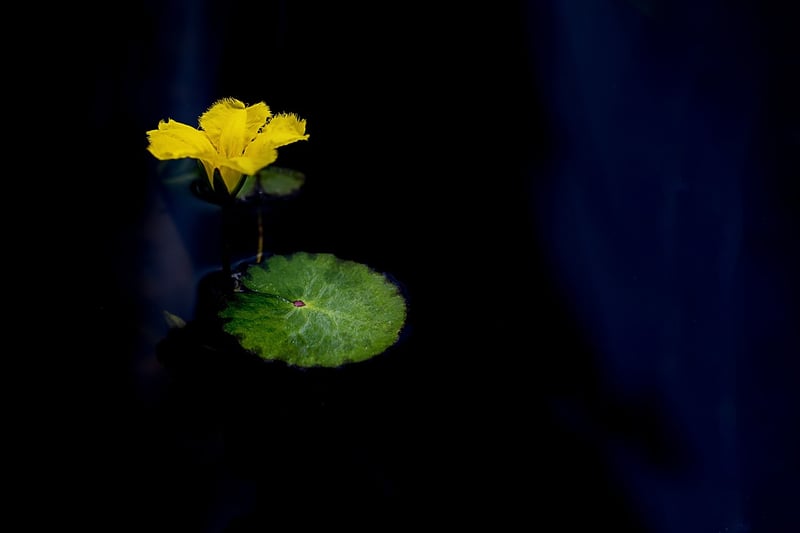 Blue Lotus