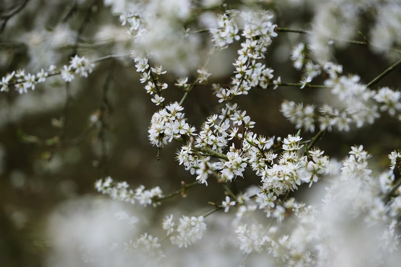 Spring Blossom Garden